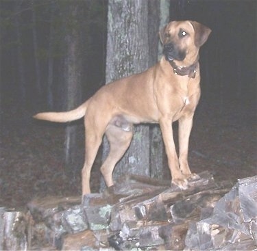 Tug the Black Mouth Cur standing on a firewood log pile and looking to the right