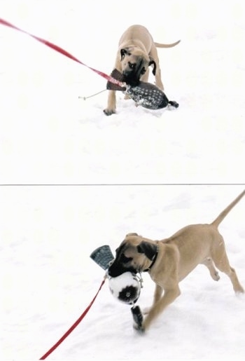 Top Photo - Tikka the Black Mouth Cur puppy pulling on a item attached to a leash. Bottom Photo - Tikka the Black Mouth Cur Puppy taking the leashed item back to its owner