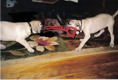 Tikka and Duncan the Black Mouth Cur Puppies playing tug of war with a red rubber toy on a rug