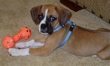 Bogle puppy wearing a blue harness laying on a carpetted floor looking at the camera holder with an orange dog toy in front of it