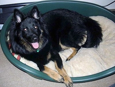 Close Up - Nicka the Bohemian Shepherd laying in a round green plastic dog bed with its mouth open