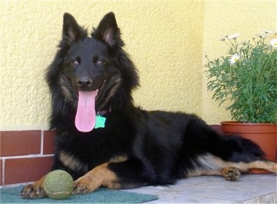 Nicka the Bohemian Shepherd laying against an outside wall with its mouth open and its tongue out and there is a tennis ball in front of her paws