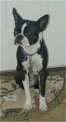 Boston Terrier Dog Breed Pictures, 6