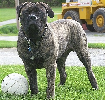 Charlie the Bullmastiff standing on grass next to a volleyball with a yellow construction vehicle in the background