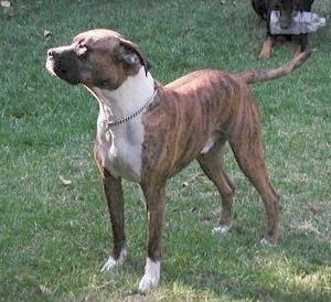The front left side of a brindle with white Bullboxer Pit that is wearing a choke collar, it is standing outside and it is looking to the left.