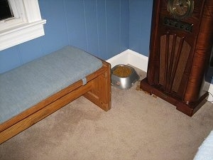 Food Bowl is in a corner between a bench and an old style radio