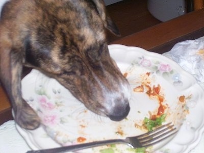 Close Up - Cloe the Beagle/Border Collie mix is licking a plate that has food and a fork on it