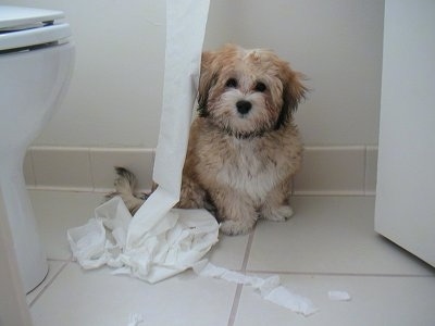 Zoe the Havanese puppy is sitting in a bathroom next to the toilet paper that has been pulled from the roll and his hanging in a pile on the floor