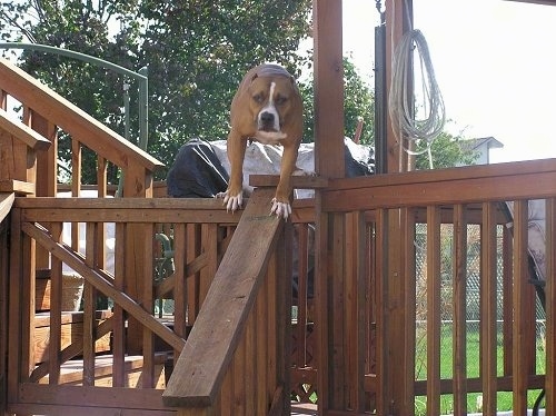 Close Up - Petey the Pit Bull is standing on a wooden railing next to a Gazebo