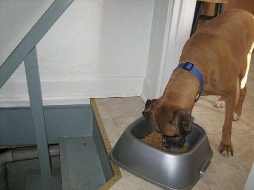 Allie the Boxer continuing to move a food bowl to the top of a staircase