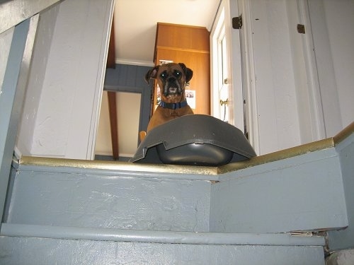 Allie the Boxer is looking down a stairwell with a food bowl on the edge of the first step