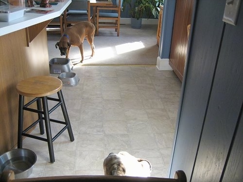Allie the Boxer is walking to the Food Bowl with her head down eyeing up Spike.