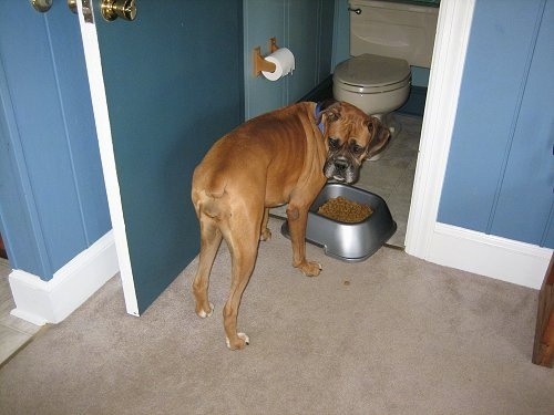 Allie the Boxer is standing over the food bowl in a bathroom and looking back