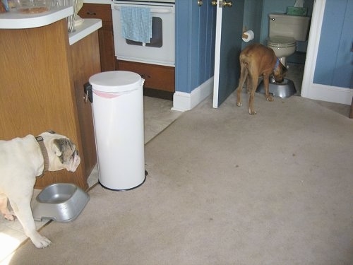 Allie the Boxer pushed the food bowl into a bathroom. Spike the Bulldog is watching from behind a cabinet
