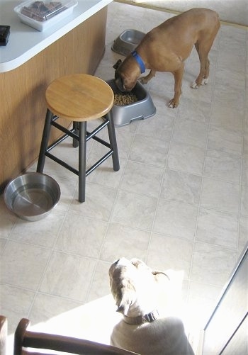 Allie the Boxer eating out of a food bowl in a kitchen and Spike the Bulldogs sitting in a corner watching her