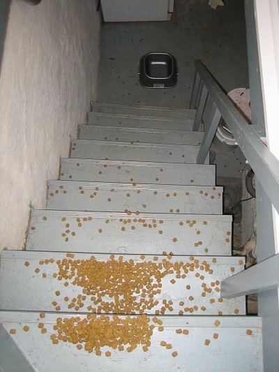 Food Bowl at the bottom of the basement steps with the dry kibble all over the steps from the top all the way to the bottom on the floor