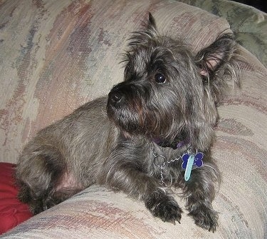 Whitty-Sue the Cairn Terrier is leaning against a couch arm and looking behind her