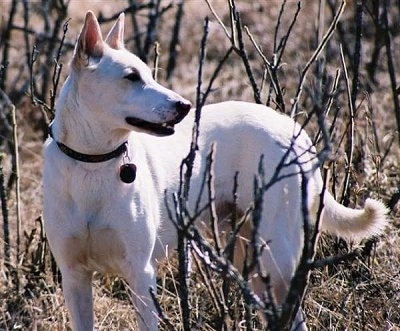 Maccabee the Canaan Dog is looking to the right and standing in a field of sticks