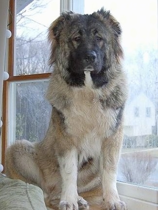 Anchara the Caucasian Shepherd is sitting on a window sill next to a couch