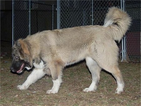 Anchara the Caucasian Shepherd is walking in front of a kennel cage
