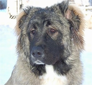 Close Up - Anchara the Caucasian Shepherd is sitting outside. The background is overexposed