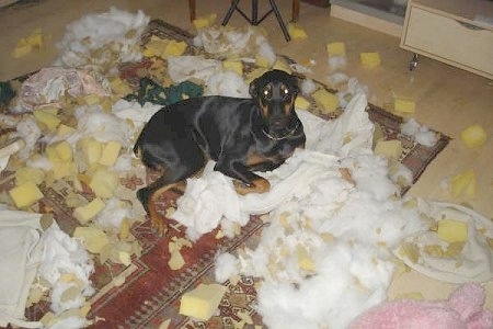 Pia Ecko the Dobermann/German Shepherd mix is laying on a rug which is riddled with cotton and foam from pillows.