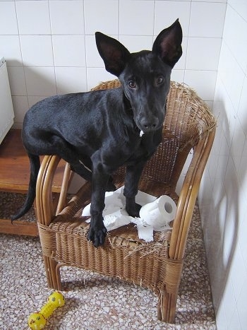 Tito the black Belgian Malinois puppy is sitting on a brown wicker chairs arm and there is a partially chewed roll of toilet paper in the chair and the edge of the chair is chewed