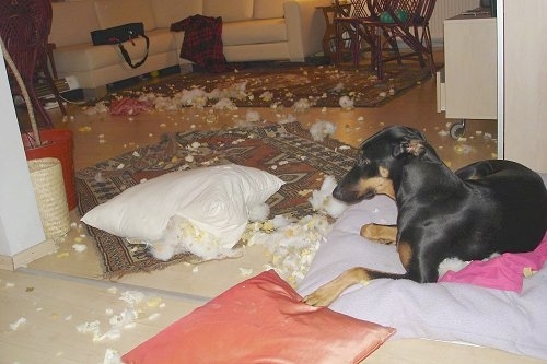 Pia Ecko the Dobermann/German Shepherd mix is laying on a pillow in front of a rug with stuffing and foam scattered all over the living room