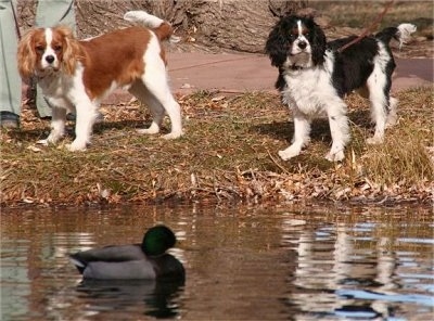 Rusty and Kirby the Cavalier King Charles Spaniels are at the side of a pond and looking at a duck swimming in a pond
