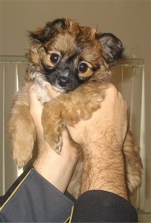 A brown and black Cavapom puppy is being held in the air by a person