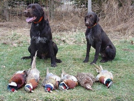 Two Cesky Fouseks are sitting behind a line of six dead pheasants outside