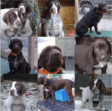 A Collage of photos. Top Left - Two Cesky Fousek Puppies are sitting in a pen. Top Middle - Cesky Fousek is sitting next to a pail. Top Right - Cesky Fousek is sitting in front of a chain link fence. Middle Left - Cesky Fousek is sitting on a green surface. Middle Middle - Close Up - Cesky Fousek sitting in front of a chain link fence. Middle Right - Close Up - Cesky Fousek Puppy. Bottom Left - A Cesky Fousek Puppy is sitting on newspapers. Bottom Middle - Cesky Fousek is standing in a truck bed. Bottom Right - Cesky Fousek Puppy is sitting on newspapers in front of a wooden building