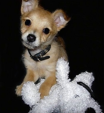 Harley the tan Chi-Poo puppy is laying down with a paw over a white plush toy.
