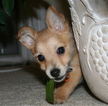 Harley the Chi-Poo puppy is peeking out from behind a detailed vase with a leaf in its mouth