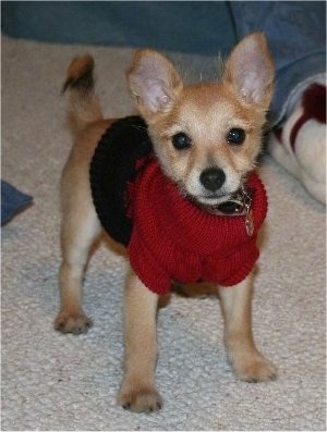 Harley the Chi-Poo Puppy is wearing a red and black sweater and standing on a carpet in front of a person