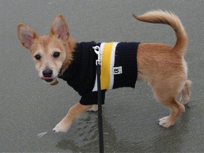 Harley the Chi-Poo puppy is walking around on a wet ground wearing a black, yellow and white Sweater. He is licking his own nose