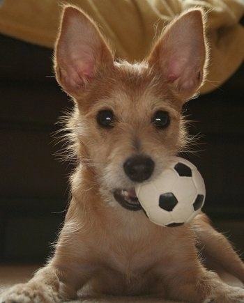 Close Up - Harley the tan large-eared Chi-Poo puppy is laying on a floor with a tiny soccer ball toy in its mouth