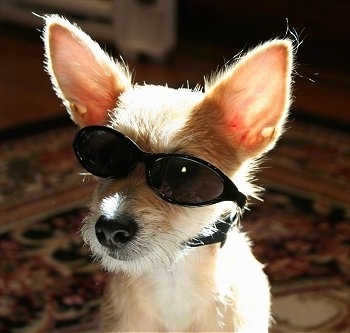 Close Up - Harley the tan Chi-Poo is sitting on a carpet and wearing a pair of black sunglasses