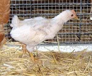 Right Profile - A chick is standing in hay and it is looking to the right. There is a Banty Rooster behind it.