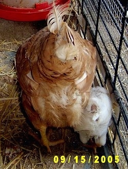 The backside of a Mama Chicken and a chick that are pecking at the ground of their pen.