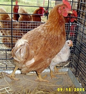 A brown with white and red Chicken is standing over top of a chick. They are in a cage. Outside of the cage is a brood of reddish brown chickens.