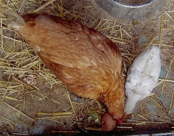 A top down view of a Mama Chicken and a chick eating a cracked egg.