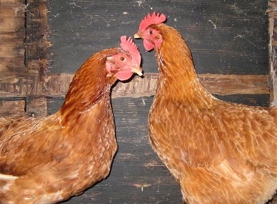 Two Rhode Island Red chickens are standing face to face.