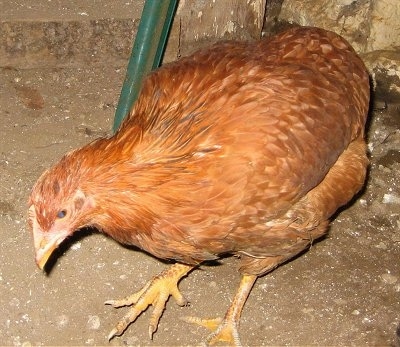 A New Hampshire Red Chicken is standing on a dirt surface and it is preparing to peck at the ground.