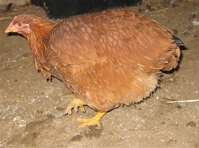 Left Profile - A New Hampshire Red Chicken is standing in dirt looking to the left.