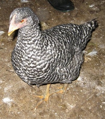 Close up front side view - A Barred Rock Chicken is standing in dirt and there is a person behind it.