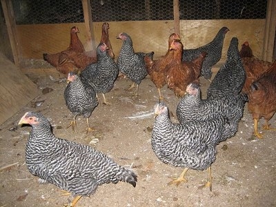 Barred Rock (Black) and New Hampshire Red Chickens are standing and looking around the barn they are in.