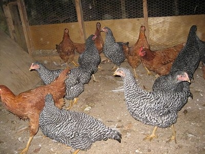 A brood of chickens are standing inside of a barn. Half of them are reddish-brown and the other half are black and white.