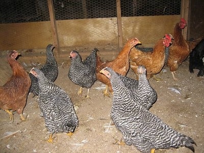 A brood of Barred Rock and Rhode Island Red chickens are standing on a dirt surface inside of a barn.