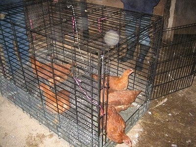 A number of Barred Rock and New Hampshire Red Chickens are standing inside a large dog crate with people standing around it inside of a barn.